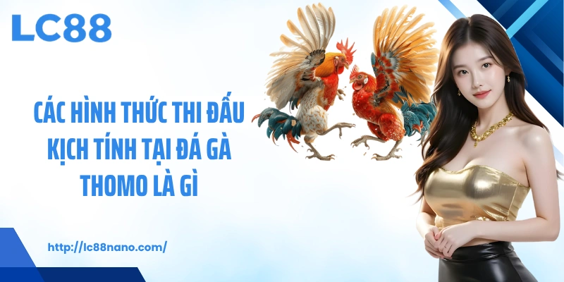 Các hình thức thi đấu kịch tính tại đá gà Thomo là gì